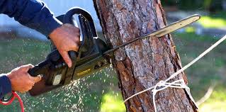 Best Tree Cabling and Bracing  in Markesan, WI